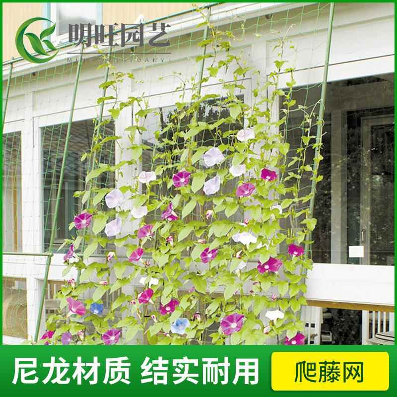 爬藤网百香果葡萄植物攀爬瓜果藤蔓花卉尼龙网豆角牵藤搭架网绿植