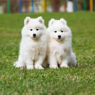 萨摩耶幼犬微笑天使活体狗狗家养小狗崽真狗微笑天使萨摩耶幼犬