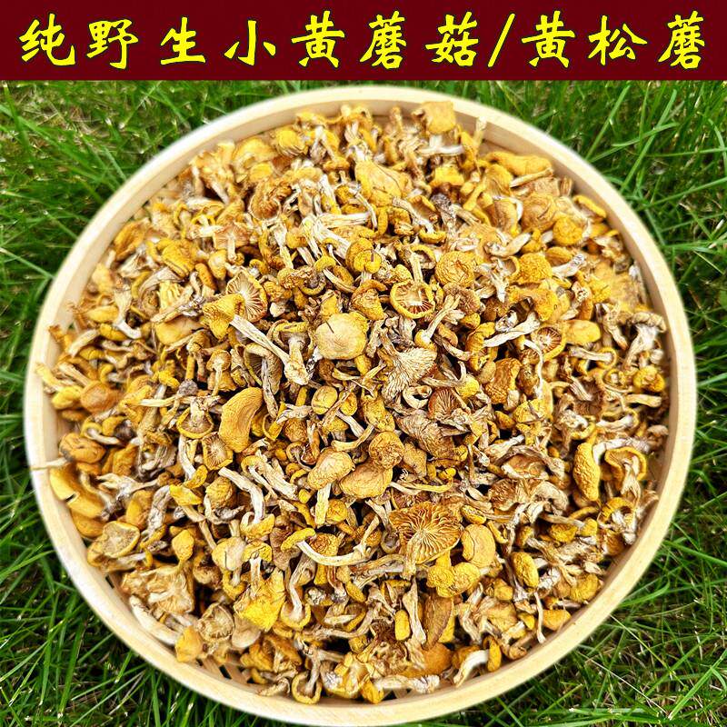 东北野生小黄蘑菇干货黄松蘑奶油蘑菇口感嫩滑煲汤炖鸡干菌菇500g