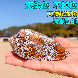 花瓶螺织锦芋螺天然海螺贝壳鱼缸装饰地中海风格橱窗设计拍摄道具