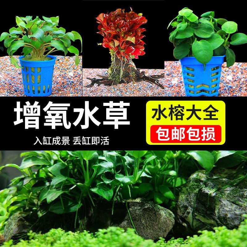 疯狂水草植物鱼缸真草增氧水培懒人水榕沉木造景入门水草厂家