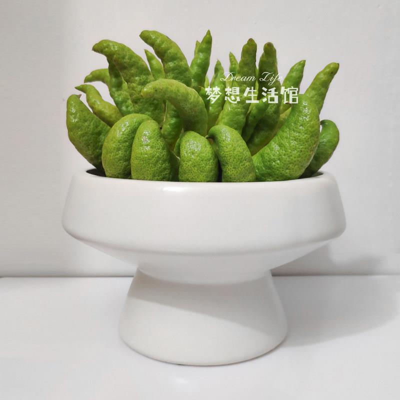 佛手柑托 托盘花瓶水培养佛手器皿专用摆放盘陶瓷花器插花盆栽放