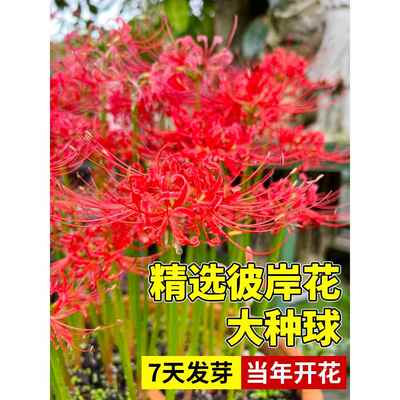 彼岸花种球盆栽曼珠沙华花种子室内外红花石蒜球根花卉曼陀罗花种