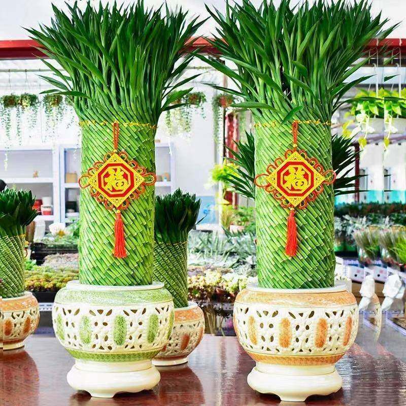 编织招财竹富贵竹水培植物盆栽客厅水养大型绿植室内四季常青乔迁