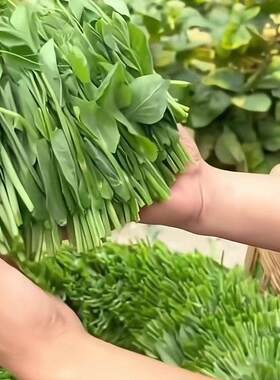 豌豆尖新鲜采摘发货手掐