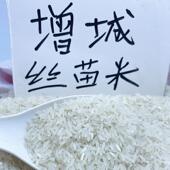 广东挂荔增城一级丝苗米农家米2024年新米猫牙米5kg长米5斤装 大米