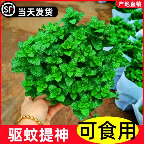 薄荷盆栽可食用水培大盆柠檬留兰香迷迭香驱蚊植物室内绿植物好养