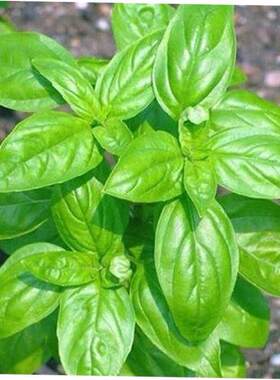 促销 Basil plant with clove sweet Italian basil herb绿植 1