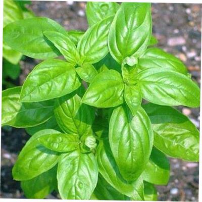 促销 Basil plant with clove sweet Italian basil herb绿植 1