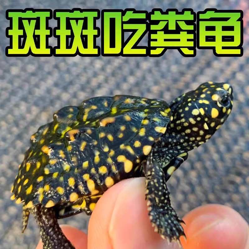 斑点龟苗黑池龟斑点苗满天星深水龟黄头侧颈水龟四大名龟大鱼缸龟