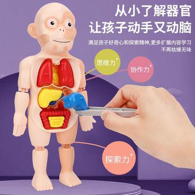 人体结构模型医学仿真玩具儿童科教内脏解剖器官3d可拆卸拼装躯干