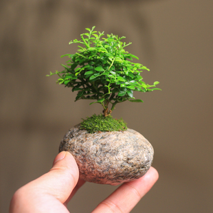 迷你小盆栽植物九里香六月雪盆栽石头微盆景室内桌面绿植