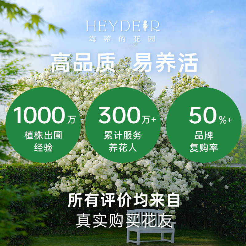 海蒂的花园中华木绣球斗球灌木花卉庭院大型造景木本植物盆栽树苗