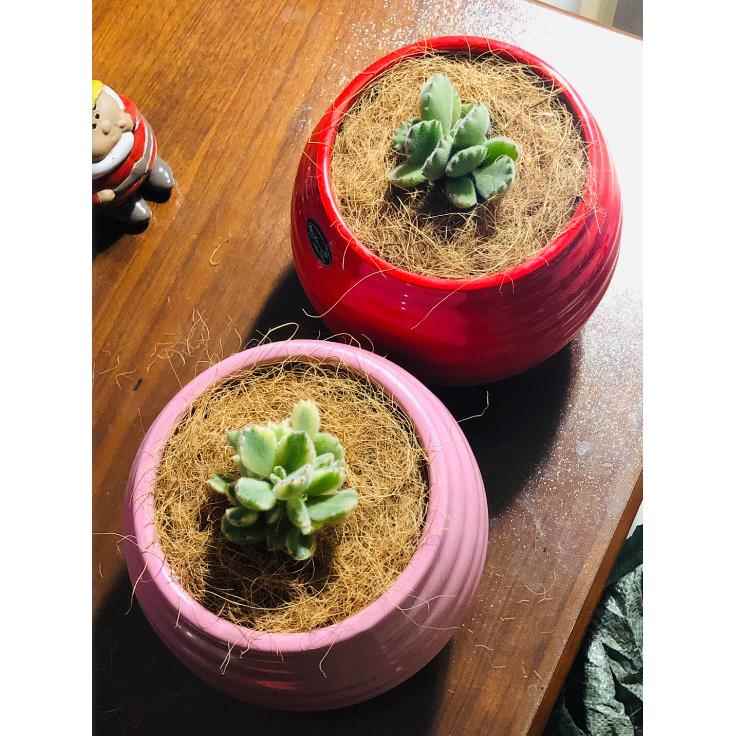 椰棕丝园艺花盆表面覆盖铺面植物土壤遮盖爬虫垫料花盆多肉铺面