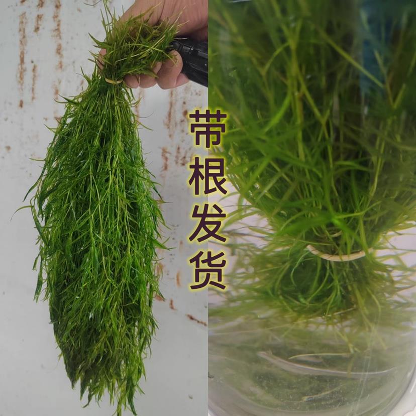 印度小竹节竹节草真水草水族箱鱼缸造景新手阴性水草繁殖带根竹节