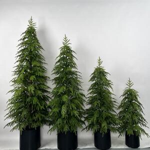 跨境热拆卖装仿真柏树居商装场酒店橱窗饰户外松树盆MGF家景圣诞