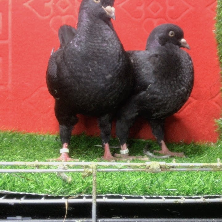 圆环摩登元宝鸽子精品大体