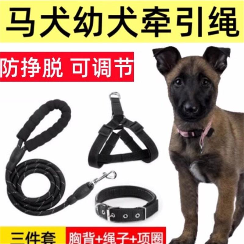 马犬幼犬专用牵引绳狗链小马犬大型犬背心式项圈外出遛狗可调节