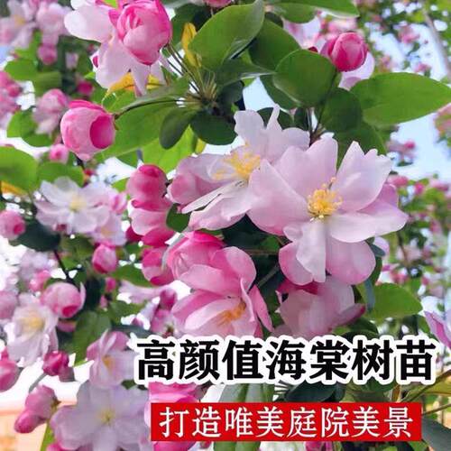 西府海棠树苗庭院地栽大果四季耐寒开花耐寒植物南北种植盆栽花卉