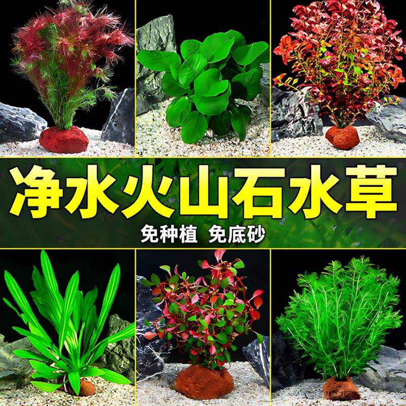 水草植物专用鱼缸造景摆件水培植物蜈蚣增氧火山石全套小鱼缸水草图片