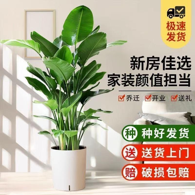 天堂鸟绿植大盆栽植物客厅懒型绿植室内新房除甲醛鹤望兰盆栽