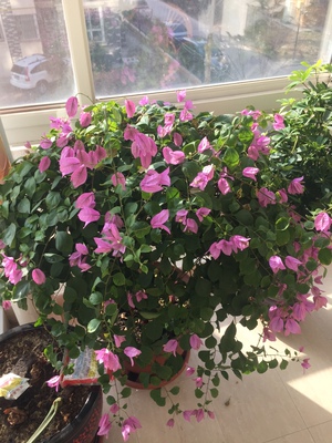 热点评论澳柯玛BCD-217CFA冰柜怎么样，揭秘如何鉴定真伪