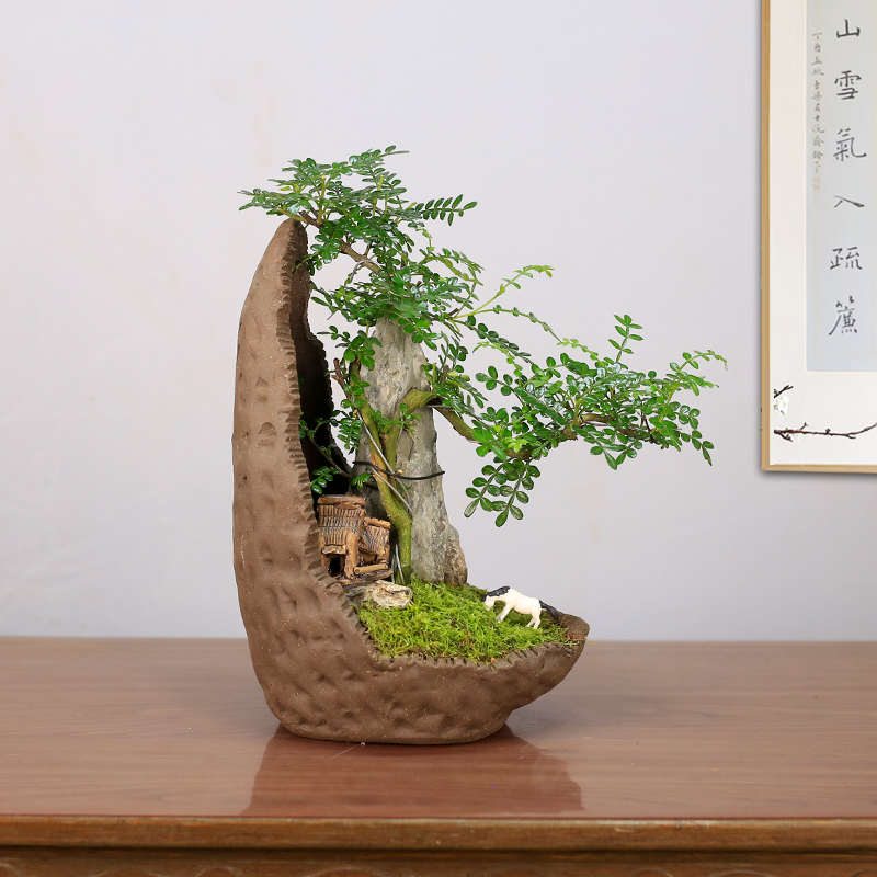清香木附石盆景树抱石老桩茶桌绿植盆栽禅意植物室内胡椒木好养