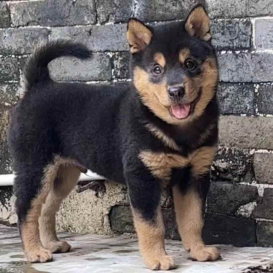 中华田园犬四眼狗铁包金土狗幼犬农村看家护院田园犬忠诚护主小狗