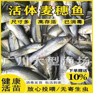 活体麦穗鱼苗饵料鱼乌龟活食金银龙活鱼鳄龟小鱼饲料鱼群游冷水鱼