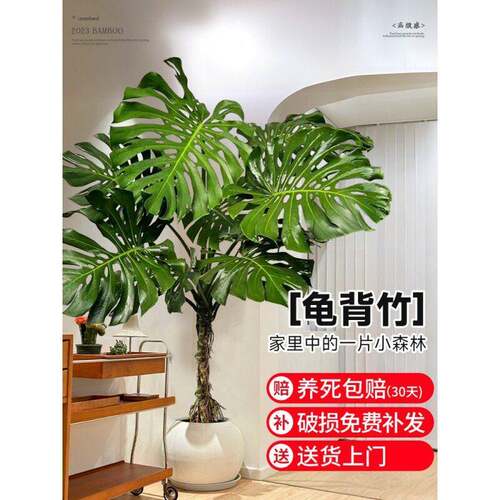大叶龟背竹老桩植物室内客厅大型绿植公室落地大号真花四季常绿