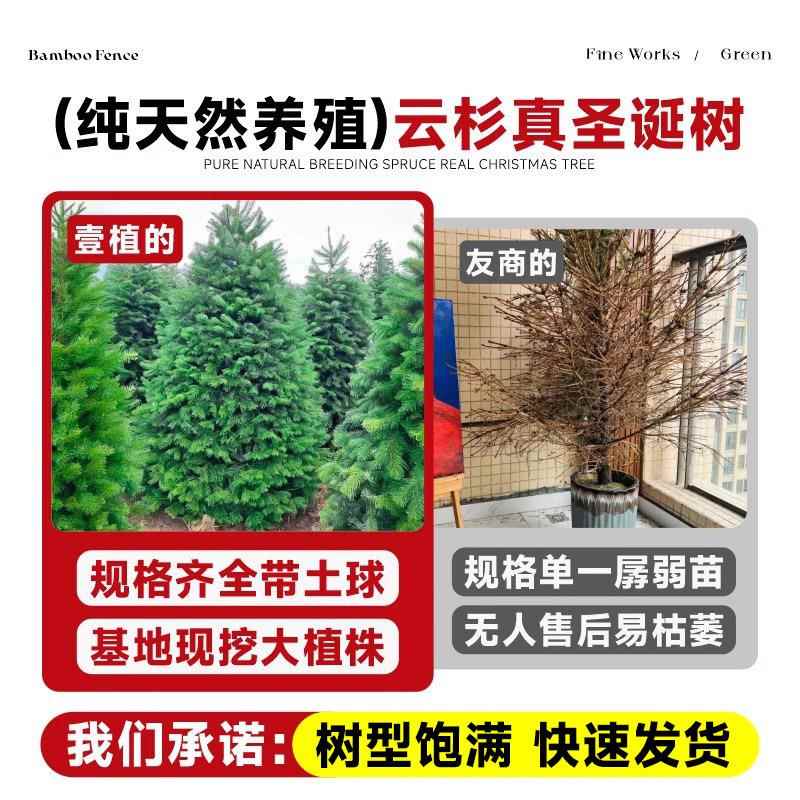 真的圣诞树真树活的诺贝松挪威云杉盆栽客厅装饰松树圣诞节绿植物