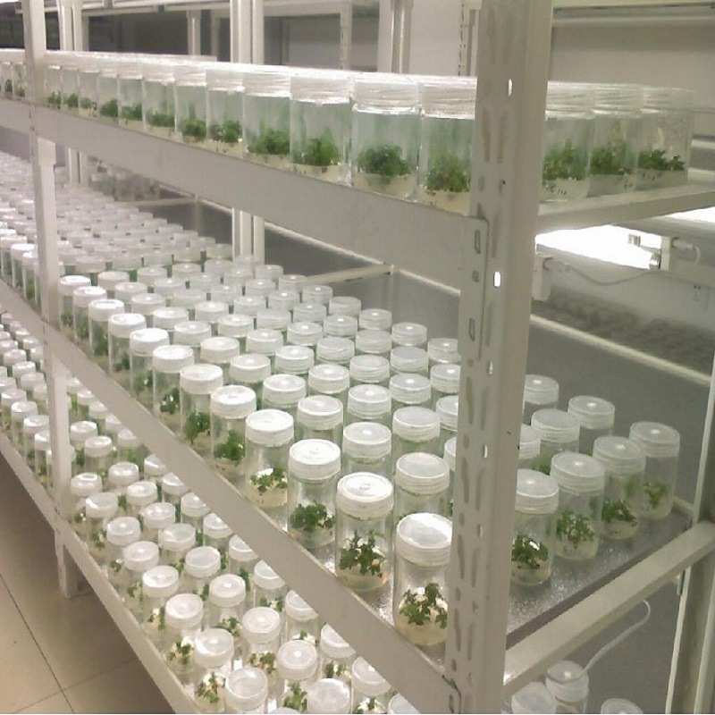 批发植物组培架多层光照LED培养架实验室植物生长架育苗生长架