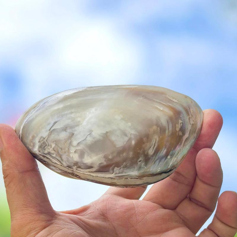 天然海螺藏贝双壳01-13厘米面珍珠贝蚌壳地中海家居收摆件海洋.
