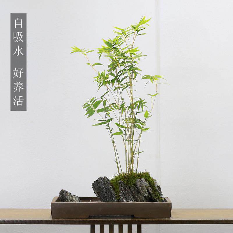 米竹盆栽室内客厅办公室桌面绿植懒人植物好养吸水石微景观水培