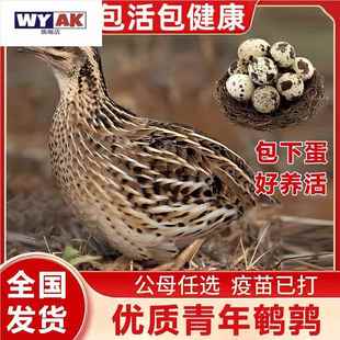 鹌鹑活鸟活苗下蛋母包繁殖产蛋青年黄羽鸡活物家养小宠物