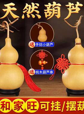 葫芦摆件天然客厅招财挂件特大开口真葫芦中国吉祥结汽车玄关龙头