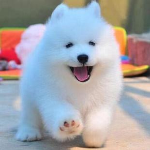 萨摩耶小狗宠物狗幼犬 纯种萨摩耶幼犬活体温顺微笑天使纯白色熊版