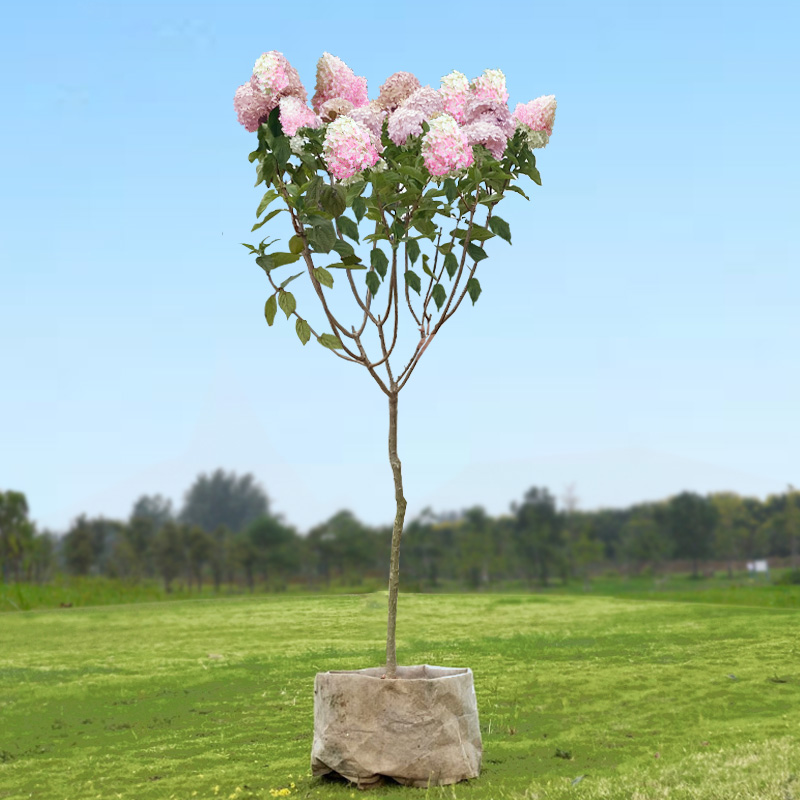 圆锥绣球棒棒糖花苗盆栽石灰灯阳台庭院耐寒耐晒木绣球花卉绿植物