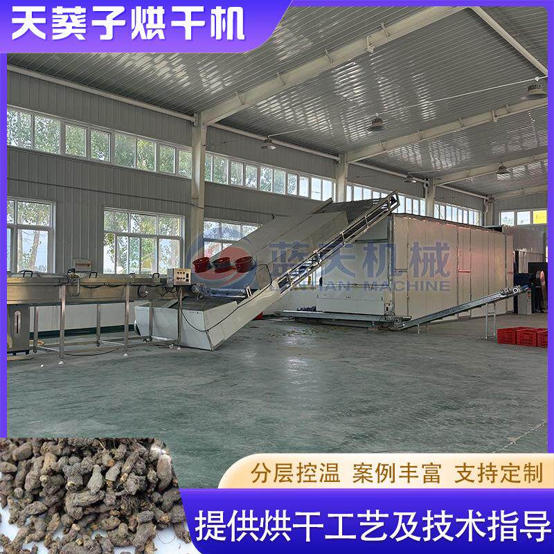 天葵根烘干设备野乌头子金耗子屎地丁子干燥机网带天葵子烘干机