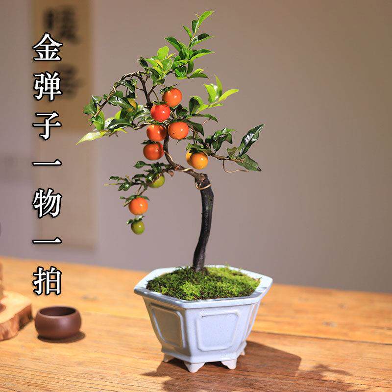 一物一拍金弹子盆景老桩造型盆栽客厅庭院挂果植物茶室桌面好养
