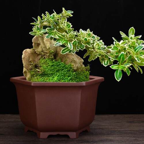 紫砂花盆桌面方形六方八方古典高档绿植园艺盆栽发财树盆景盆