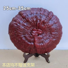 25-35cm 侗乡半野生大灵芝观赏灵芝摆件创意赤灵芝整枝一朵