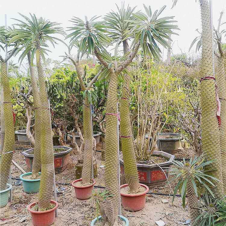 非洲霸王树盆栽 沙漠热带植物 厂家仙人柱棒槌树属主营沙漠植物