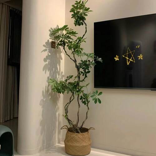 鸭脚木盆栽室内客厅大型绿植好养植物办公室桌面四季常青净化空气
