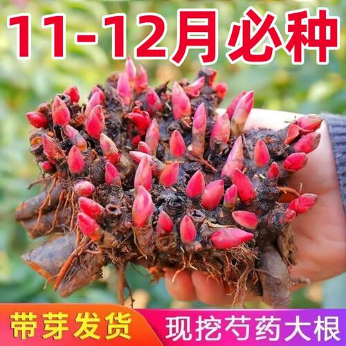 重瓣芍药苗带芽大根块种球