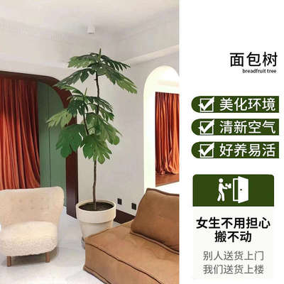 网红植物面包树非洲进口造型小森林盆栽室内绿植阔叶植物好养耐活