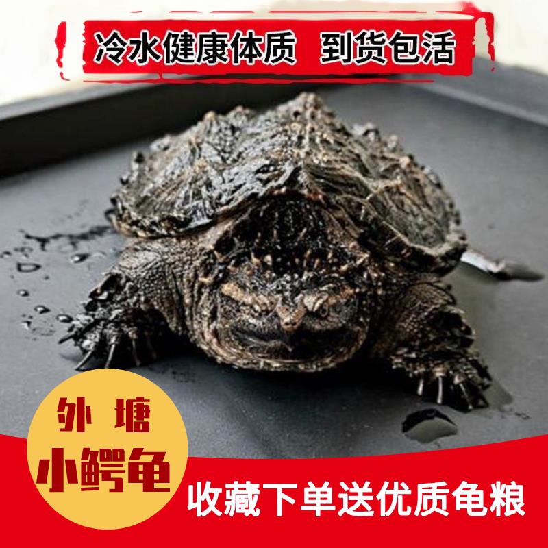 北美小鳄龟苗活物宠物龟观赏龟杂佛食肉龟水龟外塘凶猛小乌龟活物图片