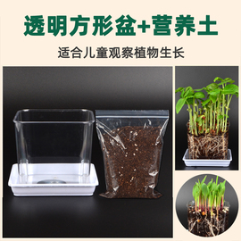 正方形透明花盆塑料观察种植盆土培水培小花盆儿童幼儿园小学生