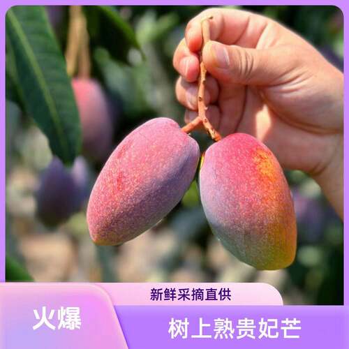 鸽子蛋贵妃芒 树上熟芒果海南三亚新鲜水果当季现摘红金龙顺丰