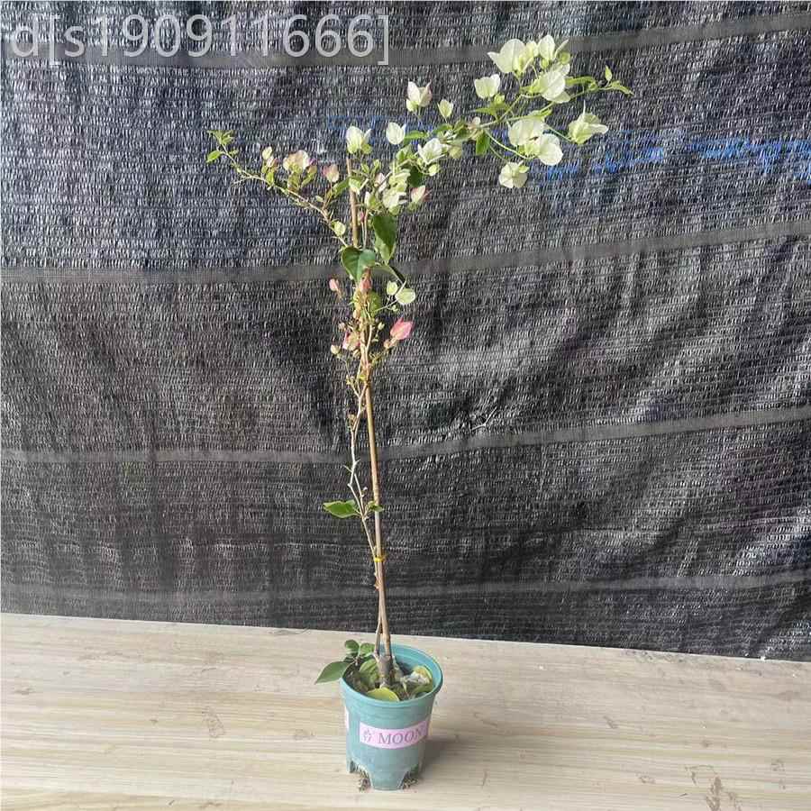 飘枝三角梅细高杆造型花枝爬庭院阳藤台爬无品牌/墙花卉四季垂开